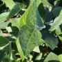 soybeans
