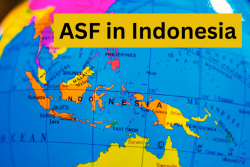 ASF in Indonesia