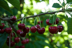 Curious what cherry prices have been in recent years for various parts of the season? Execulytics has organized USDA data so it's easy to see the trends.