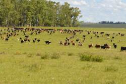 TSCRA investigators seek help finding rustlers.