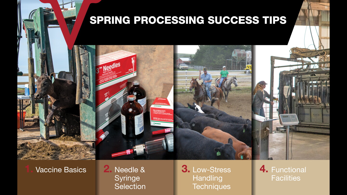 Making A Spring Cow Spring Cattle Processing Tips to Enhance Herd Health and Diminish ...
