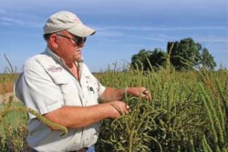 Phillips County Extension agent Robert Goodson examines resistant Palmer amaranth in eastern Arkansas, an area with PPO resistance.