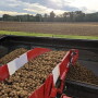 Maine potato crop