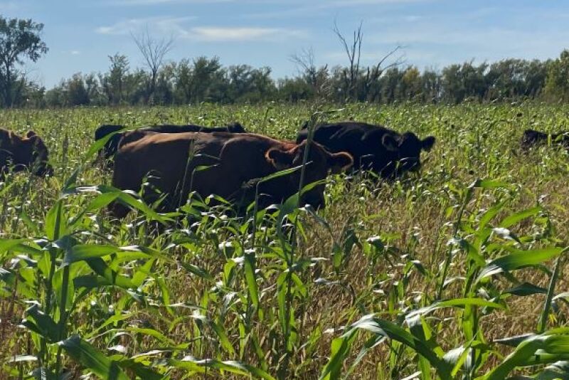 Grazing cows