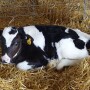 If you sell your bull calves shortly after birth, it’s tempting to send them down the road with no colostrum. But those animals, the industry as a whole, and hopefully your own bottom line, will be far better served if you take the time to get them the colostrum they need. 