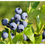 64CBC0C6-937F-4719-84B872375B0A1272.png