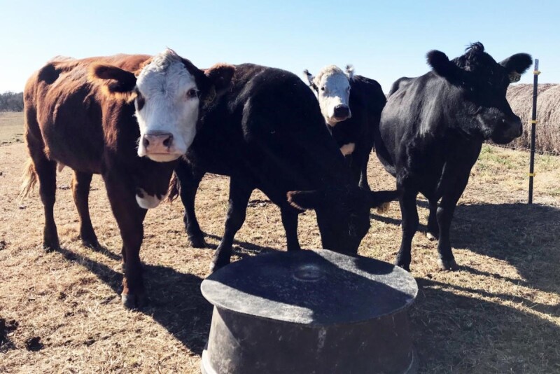 Cows