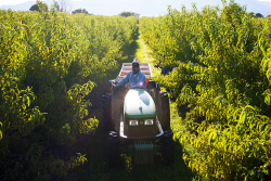 Talbott Farms Inc. peach harvest
