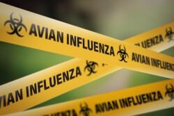 Avian Influenza