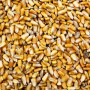 China came in with a major buy to start the week. USDA confirmed in its daily export sales report that Beijing purchased 1.084 million tonnes of U.S. corn marking the biggest buy since May of 2021.