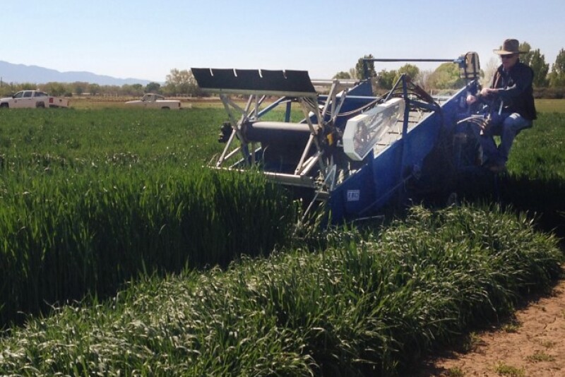 Forage_crops
