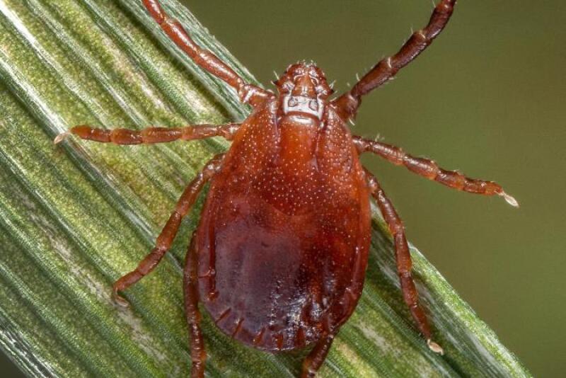 Longhorn tick
