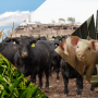 Livestock and Corn