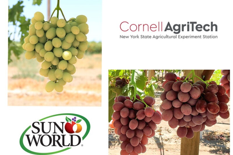 grape research