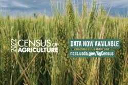 Census Image Option 2-01.png