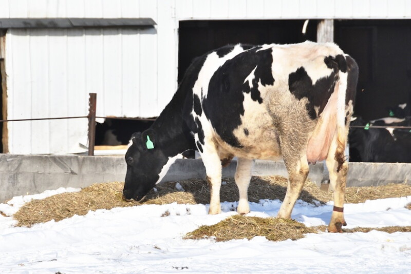 About 1% of pregnancies annually is the standard for acceptable herd-wide fetal calf loss.