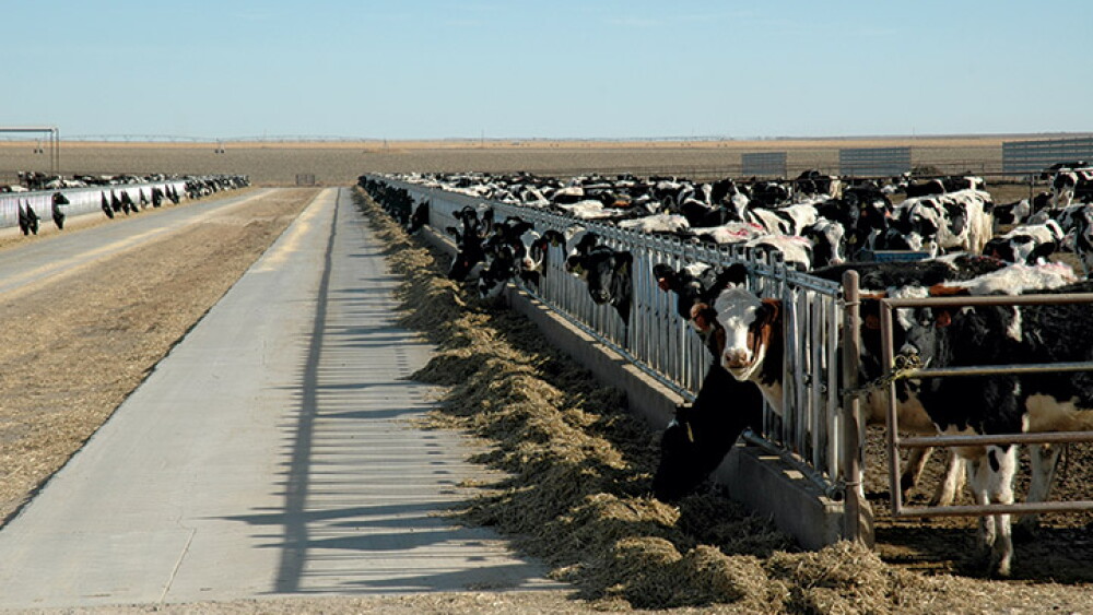 Dairy