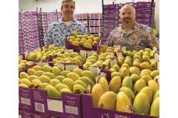 Bernie Pina (left), director of mango sales, and Chris Ciruli, partner at Ciruli Bros., check out Champagne mangoes from Chiapas, Mexico. Champagne mangoes, the company’s signature item, should peak during the second week of March, Ciruli says.