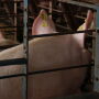 Sow on pig farm