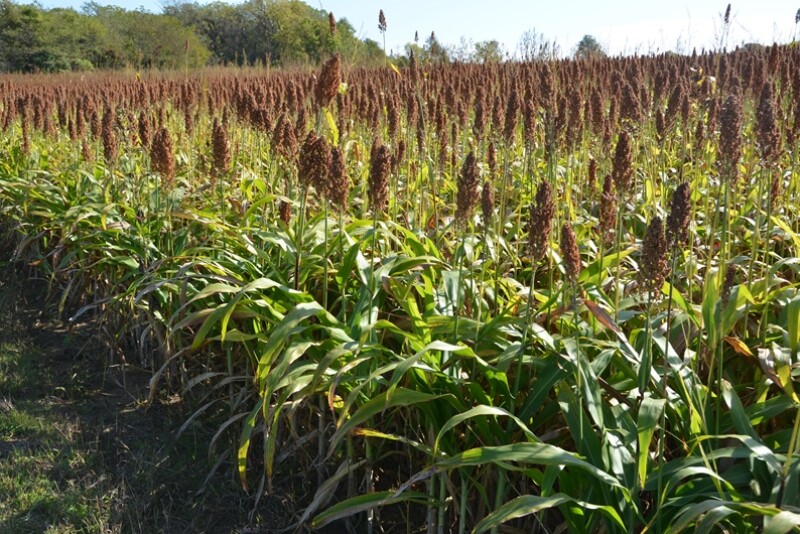 Sorghum field