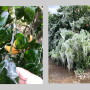 Frozen Citrus in Texas