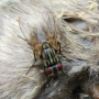 Stable flies produce painful bites that cause stress to livestock that in turn leads to economic losses.