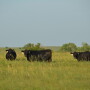 BT_Stocker_Cattle_Steers