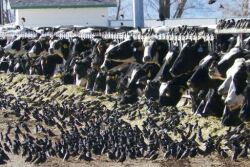 Starlings_Birds_Dairy_Cattle