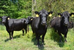 BT_Cull_Cows_Kentucky_Angus