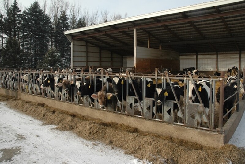 DT Dairy Heifers Snow Winter.JPG