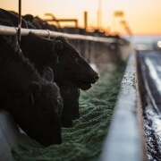 CASH GRAIN BIDS visual data 4