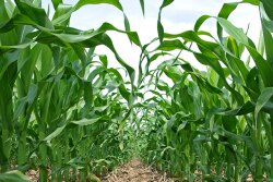 Young corn