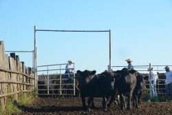 BT_Shipping_Stocker_Cattle_16