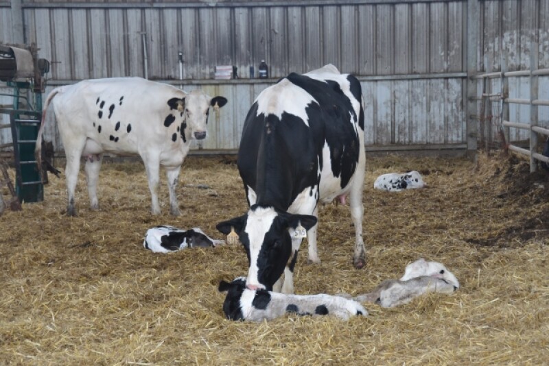 Inflammation creates additional stress at calving.