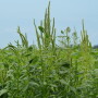 Weeds in a field