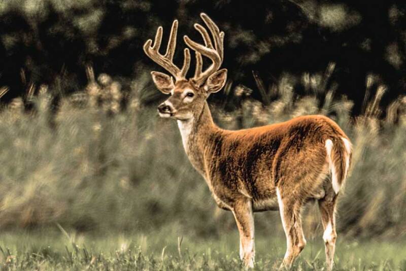deer