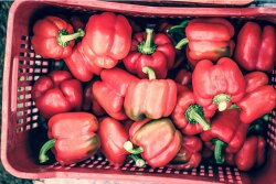 Vancouver, British Columbia-based The Oppenheimer Group anticipates an increase in volume this season, especially with its organicbell  pepper crops, says Aaron Quon, executive category director of greenhouse.