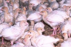poultry
