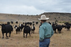 Oregon_Cattleman_Cow_Calf