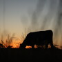 Cow silhouette