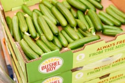 bushel boy