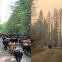 Before and after the Bear Fire
