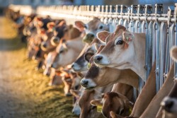 Jersey cows