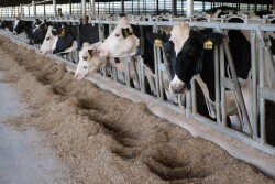 The ideal body condition score during early lactation is 2.75 to 3.0 on a 5-point scale.