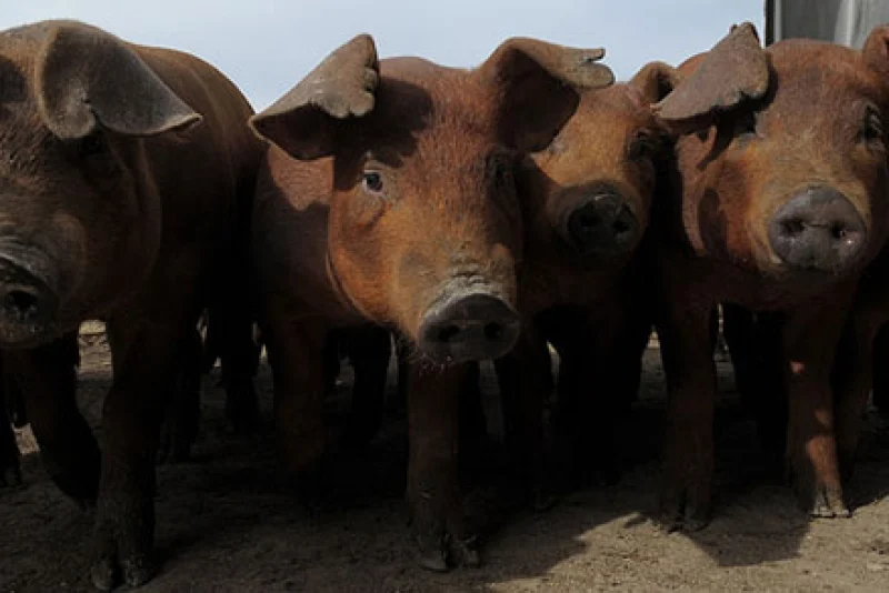 Cash Feeder Pig Prices Average $98.98, Up $3.65 from Last Week