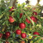 Stemilt Growers offers the Rave apple as part of its proprietary and managed variety offerings.