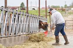 Idaho dairy farmer