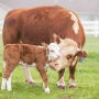 Cows.JPG