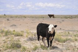 Cattle graze in the Shiprock, N.M., desert in this photo taken May 15, 2019. At least 17 cows have died this month, presumably from eating toxic plants on the range. 
