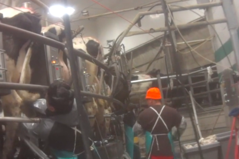 Video Courtesy: Animal Recovery Mission